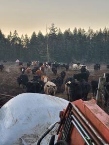 Herd of cows grazing in a farm field with a forest backdrop, showcasing various breeds and colors, while farm equipment is visible in the foreground.