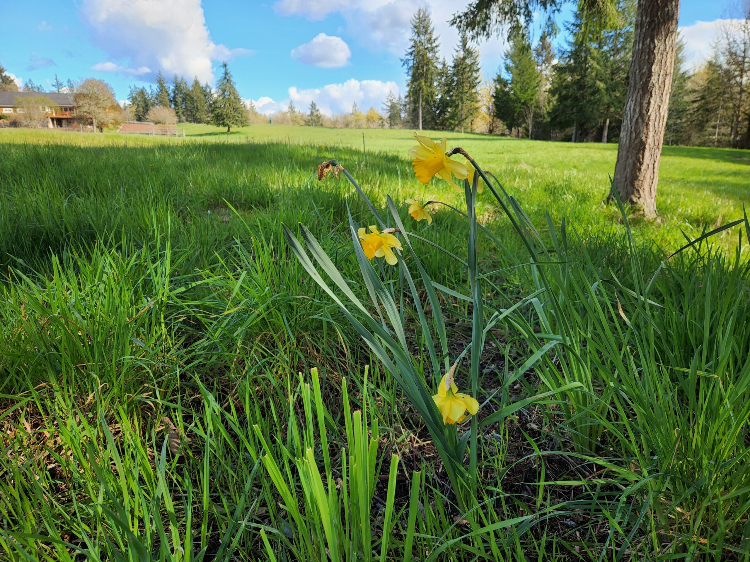 Daffodils blooming in a lush green field surrounded by tall grass and trees under a blue sky with fluffy clouds.