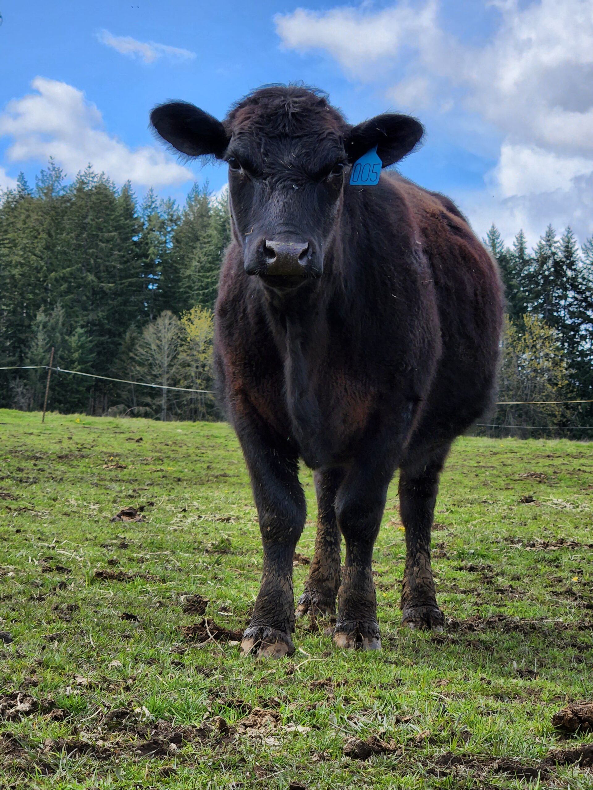 Black cow with ear tag number 005 standing in a green pasture, surrounded by trees and blue sky with clouds.