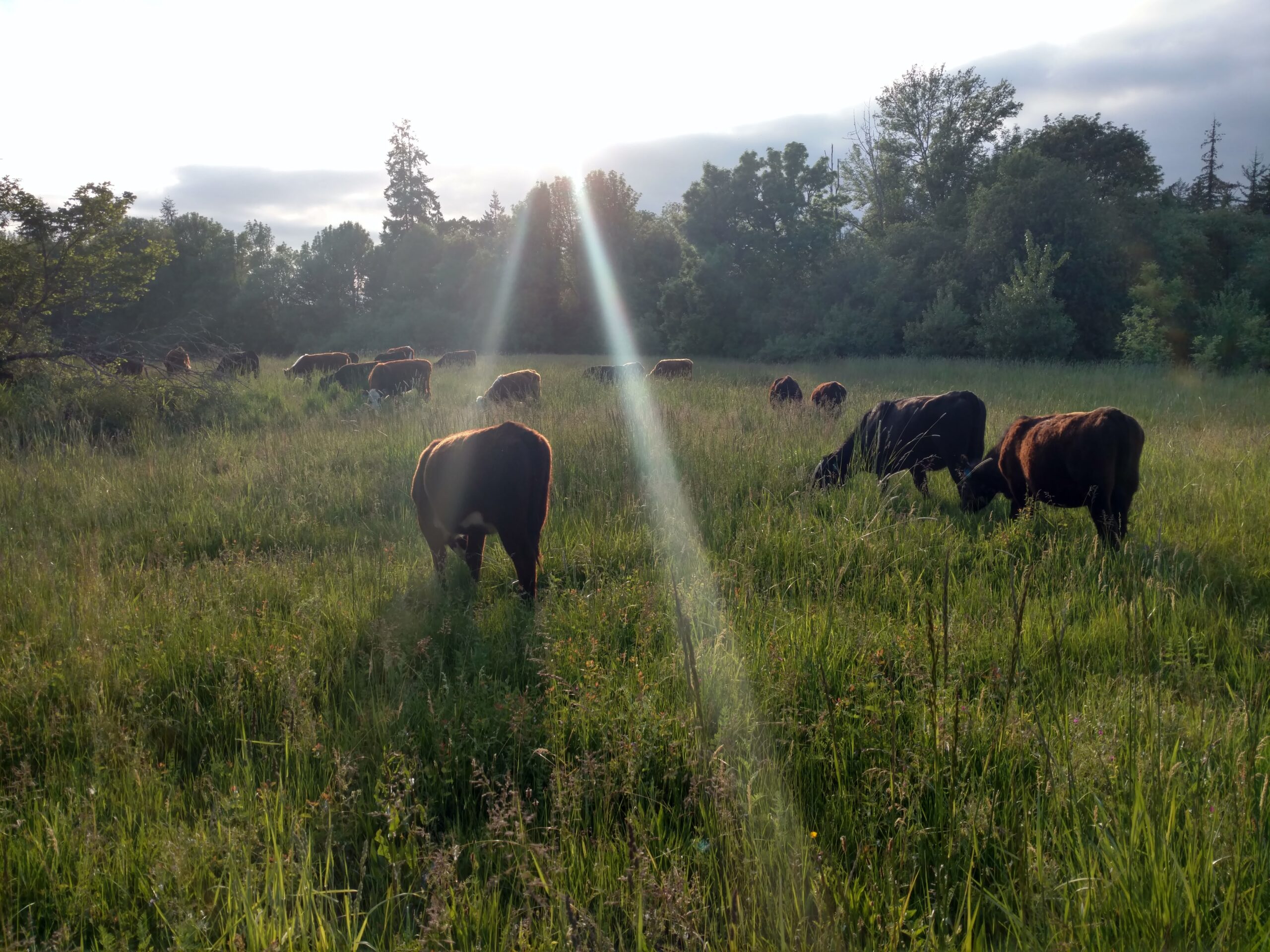 Cows grazing in a lush green field during sunset, surrounded by trees and natural light. The scene captures a serene rural landscape, highlighting sustainable farming practices.