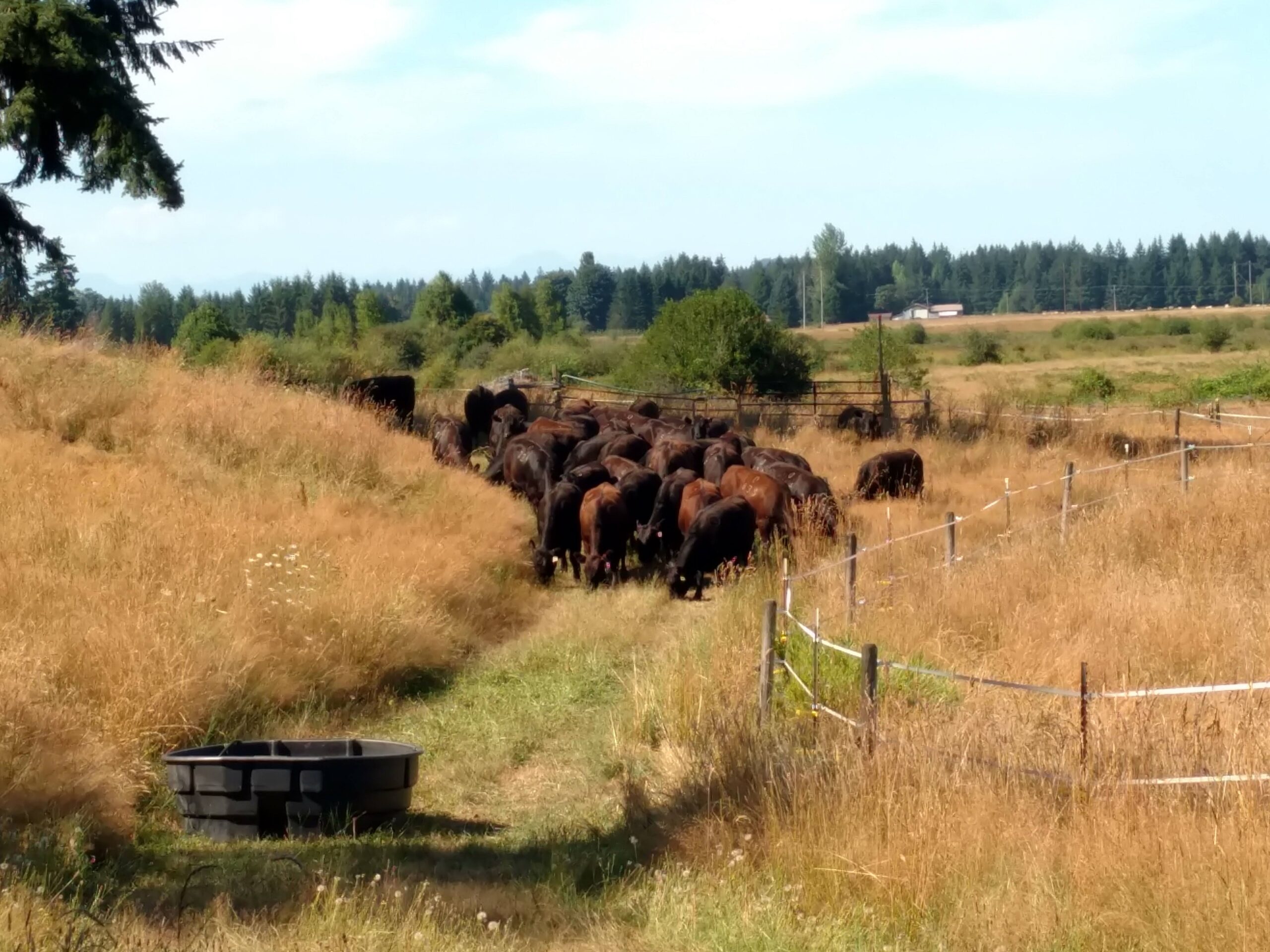 Herd of cattle grazing in a field with tall grass, surrounded by trees and a distant fence. A water trough is visible in the foreground. The scene captures a peaceful rural landscape.